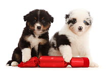 Two Miniature American shepherd puppies, aged 7 weeks, with paws on a Christmas cracker, portrait.