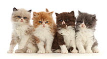 Four Persian-cross bicolour kittens, aged 6 weeks, sitting in a row, portrait.