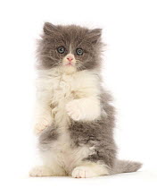 Blue bicolour Persian cross kitten, sitting on hind legs with raised paws, portrait.