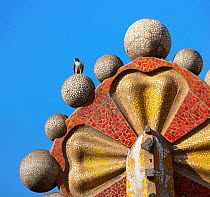 Peregrine falcon (Falco peregrinus) perched on top of mosaic tower, Sagrada Familia Basilica, Barcelona, Spain. April.