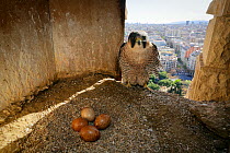 Peregrine falcon (Falco peregrinus) female perched in nest box with four eggs, Sagrada Familia Basilica, Barcelona, Catalonia, Spain. April.