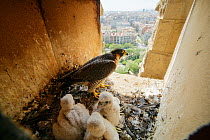Peregrine falcon (Falco peregrinus) female with three chicks in nest box, Sagrada Familia Basilica, Barcelona, Catalonia, Spain. April.