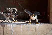 Peregrine falcon (Falco peregrinus) perched at nest site with begging fledgling, Sant Adria de Besos Thermal Power Plant, Barcelona, Catalonia, Spain. May.