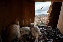 Peregrine falcon (Falco peregrinus) female, flying towards nest box with three chicks, aged 18 days, inside, Sagrada Familia Basilica, Catalonia, Spain. May.