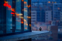 Peregrine falcon (Falco peregrinus) fledgling, perched on skyscraper window ledge at dusk, Torre Realia BCN, Barcelona, Catalonia, Spain. May.
