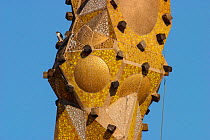 Peregrine falcon (Falco peregrinus) perched on mosaic tower at Sagrada Familia Basilica, Barcelona, Catalonia, Spain. March.