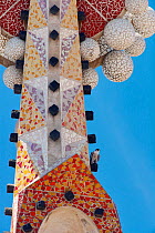 Peregrine falcon (Falco peregrinus) perched on mosaic tower at Sagarada Familia Basilica, Barcelona, Catalonia, Spain. May.