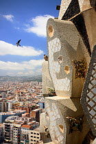 Peregrine falcon (Falco peregrinus) male, in flight with female perched on mosaic towers at the Sagrada Familia Basilica, Barcelona, Catalonia, Spain. May.