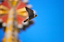 Peregrine falcon (Falco peregrinus) male, in flight, with mosaic tower of Sagrada Familia Basilica in background, Barcelona, Spain. April.