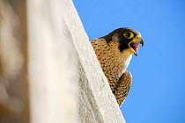 Peregrine falcon (Falco peregrinus) female, calling, perched on wall, Sagrada Familia Basilica, Barcelona, Catalonia, Spain. April.