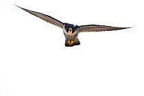 Peregrine falcon (Falco peregrinus) in flight, Sagrada Familia Basilica, Barcelona, Spain. April.