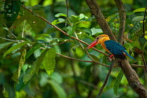 Stork-billed kingfisher (Pelargopsis capensis) perched on branch in forest, Kinabatangan Wildlife Sanctuary, Sabah, Borneo.