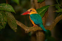 Stork-billed kingfisher (Pelargopsis capensis) perched on branch in forest, Kinabatangan Wildlife Sanctuary, Sabah, Borneo.