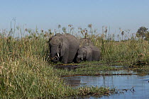 Two female African elephants (Loxodonta africana) and calf feeding on papyrus (Cyperus papyrus) in delta.  Okavango Delta, Botswana.