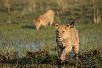 Juvenile male lion (Panthera leo) running through water followed by brother.  Okavango Delta, Botswana.