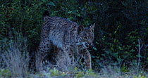 Iberian lynx (Lynx pardinus) juvenile male standing and playing with a dead bird it has recently caught. Then the animal sits down and looks around. Near to Donana National Park, Seville province, Spa...