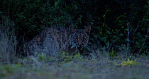 Iberian lynx (Lynx pardinus) juvenile male sitting in the undergrowth and eating a bird. Near to Donana National Park, Seville province, Spain. Endangered.