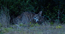 Iberian lynx (Lynx pardinus) juvenile male sitting in the undergrowth and eating a bird. The animal gets up and then leaves the frame. Near to Donana National Park, Seville province, Spain. Endangered...