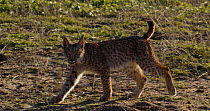 Tracking shot of an Iberian lynx (Lynx pardinus) juvenile male walking and searching for food. Near to Donana National Park, Seville province, Spain. Endangered.
