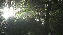 Backlit leaves and insects in flight, Lomako Yokokala Faunal Reserve, Equateur Province, Democratic Republic of Congo.