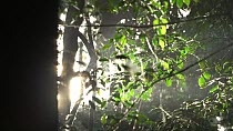 Backlit leaves and moisture in the air, Lomako Yokokala Faunal Reserve, Equateur Province, Democratic Republic of Congo.