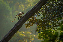 Hanuman langur (Presbytis entellus) juvenile, running up tree trunk, Bandhavgarh National Park, India.