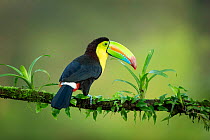 Keel-billed Toucan (Ramphastos sulfuratus) perched on branch with bromeliads, Lowland rainforest, Boca Tapada, Alajuela Province, Costa Rica