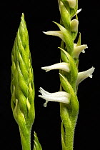 Nodding lady's tresses orchid (Spiranthes cernua), Chadd's Ford variety, native to North America, in cultivation.    Focus-stacked image.