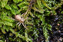 Female House-crab spider, (Philodromus dispar) on moss.  Monmouthshire, Wales, UK. May.