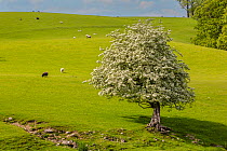 Hawthorn tree (Crataegus monogyna) in flower, growing on banks of River Bela, with sheep grazing in background.  Cumbria, UK. May.