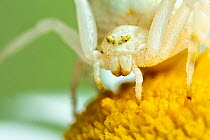 Goldenrod crab spider (Misumena vatia), white form, resting on Ox-eye daisy (Leucanthemum vulgare) flower.   Monmouthshire, Wales, UK. June.