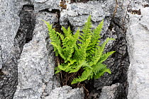 Buckler fern (Dryopteris submontana), nationally scarce species found only on limestone in the Pennines, growing on limestone pavement.  Gait Barrows National Nature Reserve, Cumbria, UK. May.