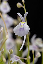 Sanderson's bladderwort (Utricularia sandersonii), carnivorous plant from South Africa, that traps minute zooplankon in small bladders growing on underground stems, in cultivation.