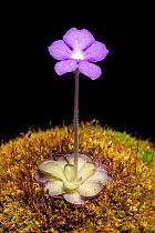 Mexican butterwort (Pinguicula cyclosecta) in flower, in cultivation.