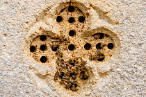 Feral Honey bees (Apis mellifera) nesting in pierced stone in wall of 15th century church.  Tintern Abbey, Wales, UK. August.