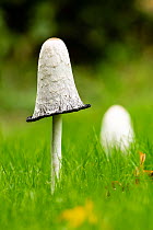 Shaggy mane mushroom (Coprinus comatus).  Monmouthshire, Wales, UK. October.
