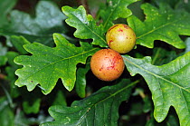 Common oak (Quercus robur) with Oak marble galls, caused by Oak marble gall wasp (Andricus kollari).  Howell Hill Nature Reserve, Surrey, UK. August.