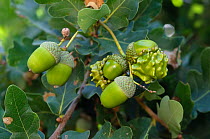 Common oak (Quercus robur) acorns with Knopper galls, caused by Knopper gall wasp (Andricus quercuscalicis). Surrey, UK. August.