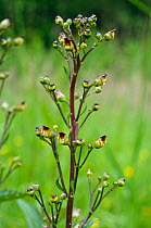 Common figwort (Scrophularia nodosa) in flower.  Surrey, UK. May.