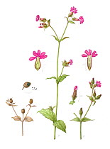 Watercolour painting of  Red campion (Silene dioica) flower.  Botanical illustration by Linda Pitkin.