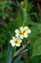 Pale yellow-eyed grass (Sisyrinchium striatum) in flower.  Surrey, UK. May.