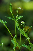 Bog stitchwort (Stellaria alsine) in flower.  Farley Heath, Surrey, UK. June.