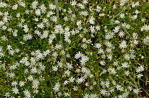 Lesser stitchwort (Stellaria graminea) in flower.   Nutfield Marsh Nature Reserve, Surrey, UK. June.