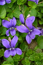 Common dog violet (Viola riviniana) in flower.  Surrey, UK. April.