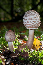 Shaggy parasol mushroom (Chlorophyllum rachodes).  Surrey, UK. October.