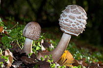 Shaggy parasol mushroom (Chlorophyllum rachodes).  Surrey, UK. October.
