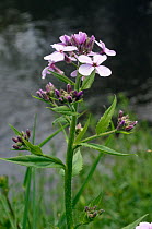 Dame's violet (Hesperis matronalis) in flower.  River Ouse, Sussex, UK. May.