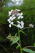 Female Orange-tip butterfly (Anthocharis cardamines) feeding on Dame's violet (Hesperis matronalis) flower.  River Ouse, Sussex, UK. May.