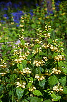 Yellow archangel (Lamiastrum galeobdolon subsp. montanum) and Bluebells (Hyacinthoides non-scripta) in flower.  Surrey, UK. May.