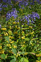 Yellow archangel (Lamiastrum galeobdolon subsp. montanum) and Bluebells (Hyacinthoides non-scripta) in flower.  Surrey, UK. May.